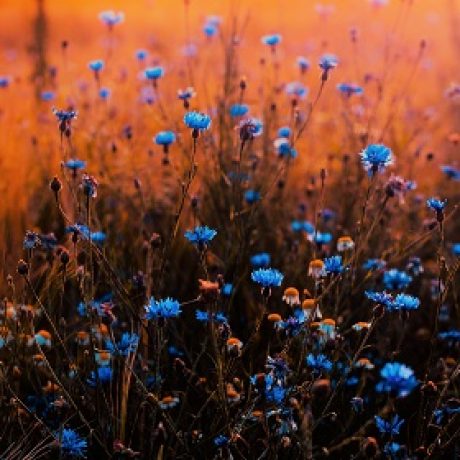 Ảnh hồ sơ của Nguyễn Hiếu